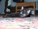 fot 3: pys3.jpg [111500 bajt�w]